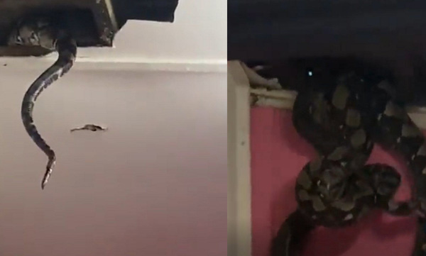 Frequent noise in the ceiling; The family was shocked when they came to know what happened - video