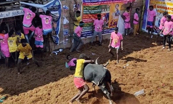 Around 95 people were injured while catching bulls in Jellikattu in Pallavarayan Petti
