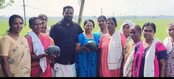 Watermelon harvested in Kuttanad