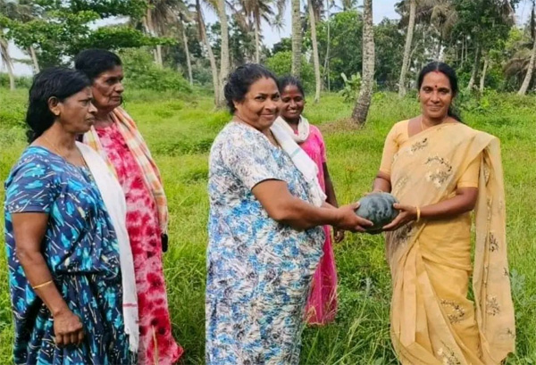 Watermelon harvested in Kuttanad