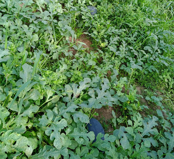 Watermelon harvested in Kuttanad
