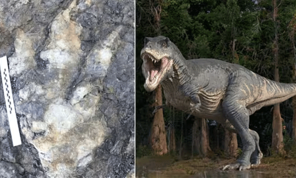 A 66-million-year-old dinosaur footprint has been found off the coast of Britain