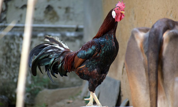 A cock was bought by the cool boys at the auction for half a lakh rupees