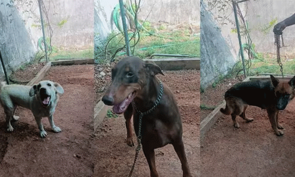  three dogs were released from jail