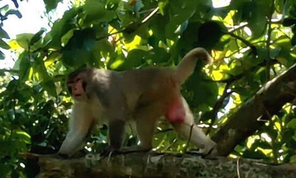 Monkey jumps out of zoo: finally caught by pelting stones