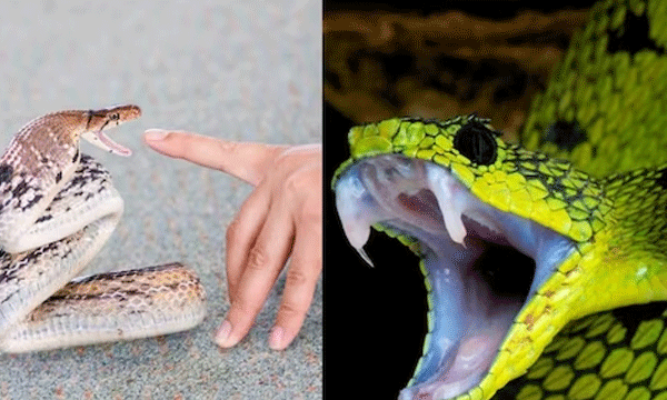 Snakebite a ‘Disease’ of Poverty