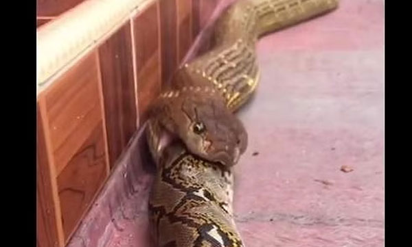 King leopard swallows python: Social media shocked