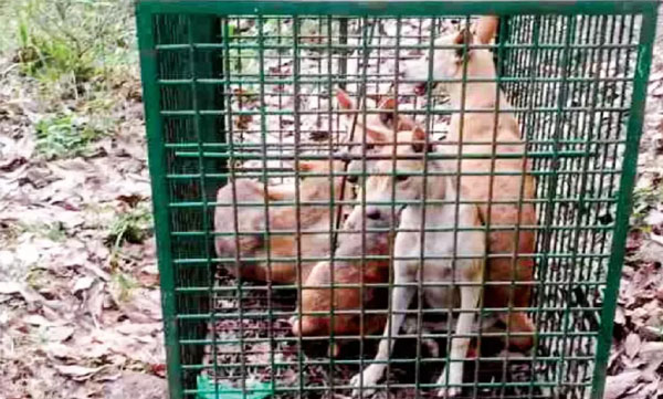 Four street dogs were caught in the trap set by the tiger