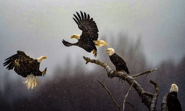 The Picture of the Year award went to Karthik Subramanian's Dance of Hawks.