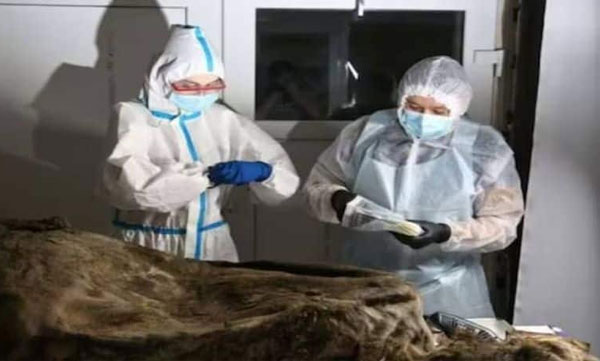 Bear body found after 3500 years