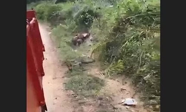 King cobra chases running truck: video goes viral