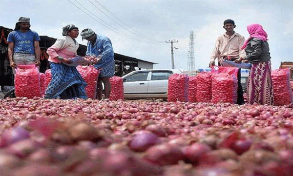 Onion price plummeted; Farmers destroyed 20 tons of crops