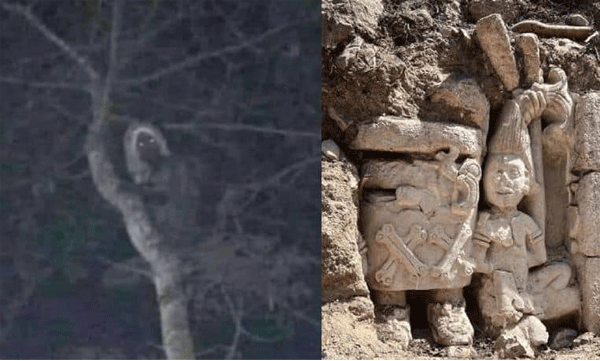 The strange creature seen in the picture; Aleucus in Mayan mythology; Mexican President's tweet spreading misunderstanding
