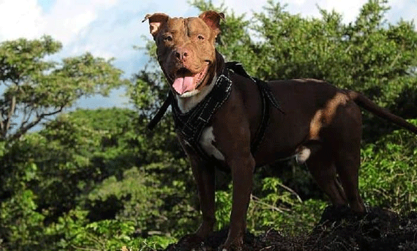 Pitbull attack; A six-year-old girl can no longer laugh