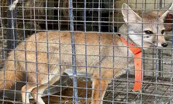 Belief to bring good luck;  The person who reared the fox in the chicken farm was arrested