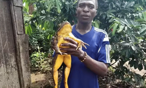 Goliath Frogs Endangered; It is necessary to save