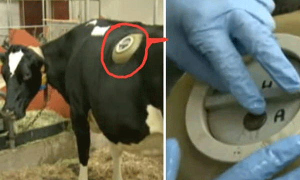 Experiment by creating large holes in the stomach of cows