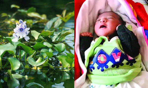 Infant dumped in UP pond kept alive by hyacinth