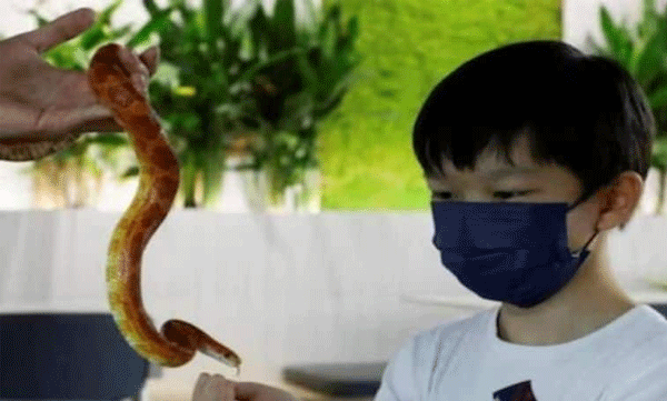 At this cafe, you can pet the reptiles