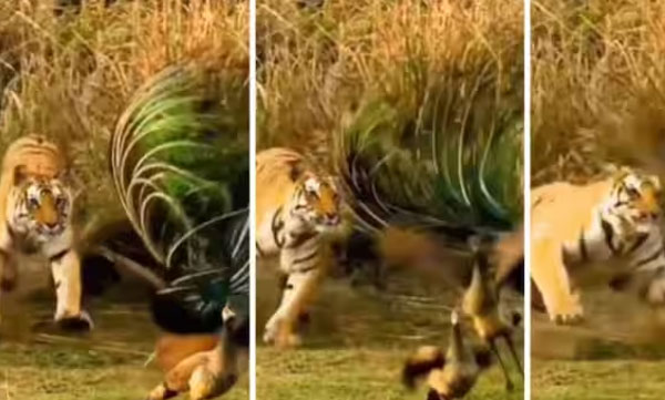 Tiger pounces on peacock: native animal and native bird face to face: bewildered onlookers