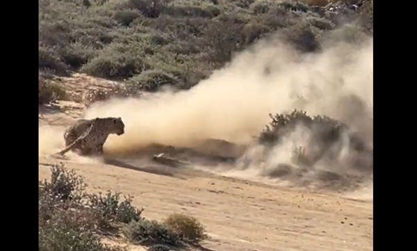 Cheetah chases prey at rocket speed: Video goes viral