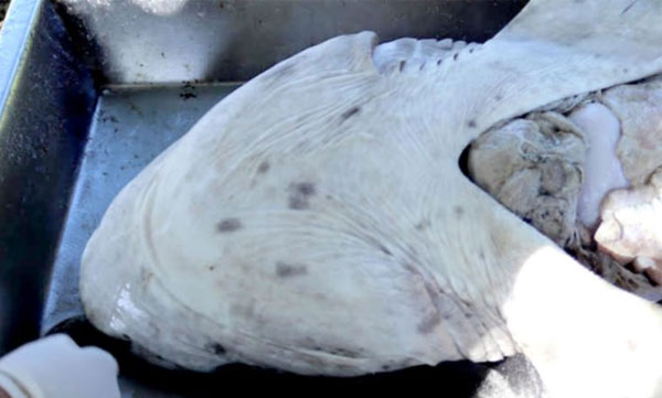 Two killer whales kill 20 sharks in South Africa