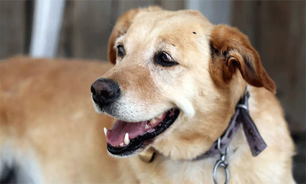 Eight people were bitten by a stray dog ​​in Thrissur