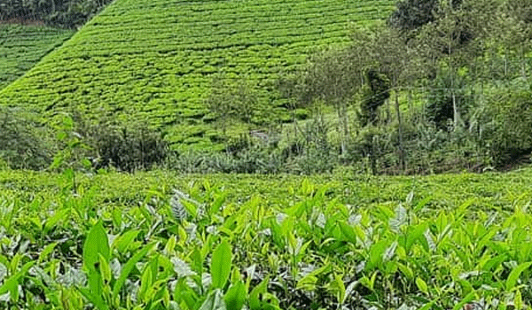 no toilets, tea workers forced to outside