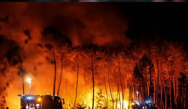 Goa fires reduce 100-year-old trees, wildlife to ashes