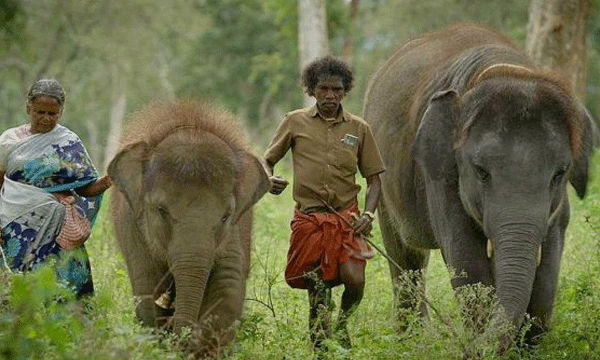 Bomman and Bellie, Oscar-winning The Elephant Whisperers are yet to watch it