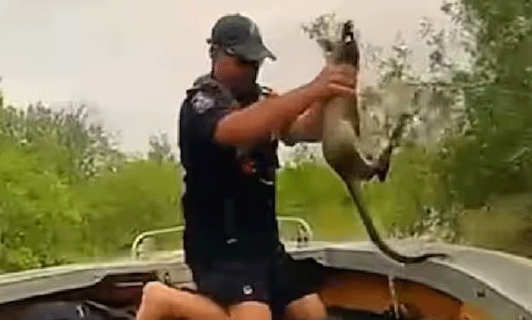 A policeman rescues a kangaroo in a pond where danger is lurking