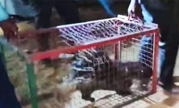  hedgehog found in the classroom; catched by Forest Department 