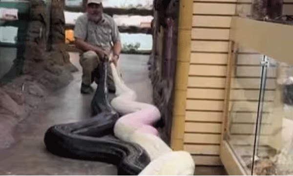 YouTuber handling two pythons with ease; Viral video