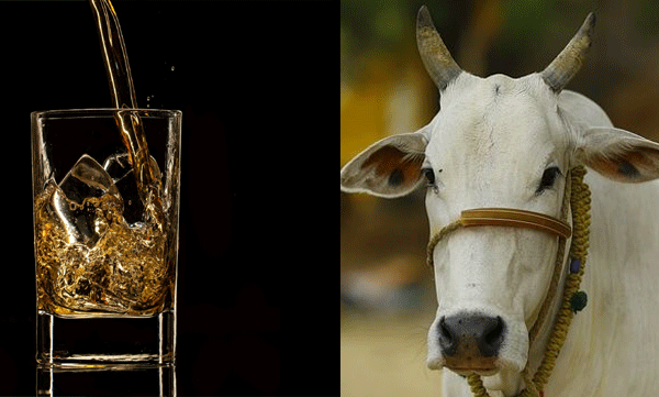 10 cow cess on a bottle of liquor