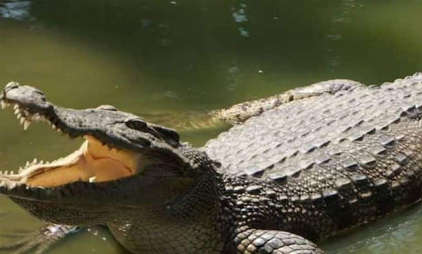 Sir, this crocodile said to say that if you come to scratch, I will scratch you