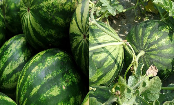 Watermelon grown in soil