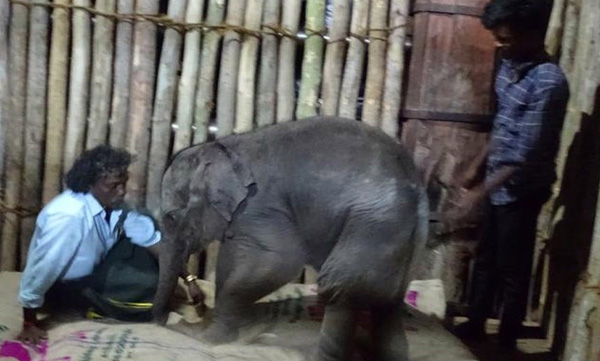 Boman and Bellie take shelter of elephant, who is separated from the group