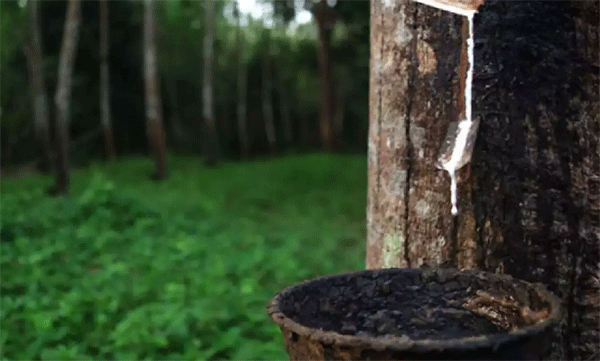 Rubber farmers' problems; Catholic Church to take over