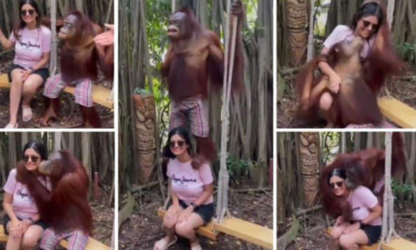 'Give me a pearl': Chimpanzee kisses young woman's cheek: Video goes viral