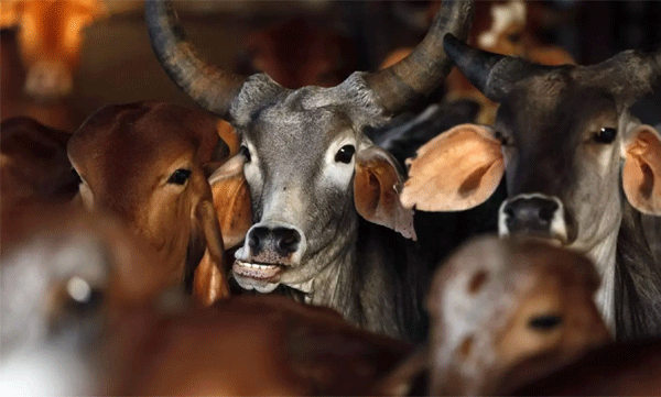 Beef Prohibition Act 2015 will be tightened; Gau Seva Aayog in Maharashtra