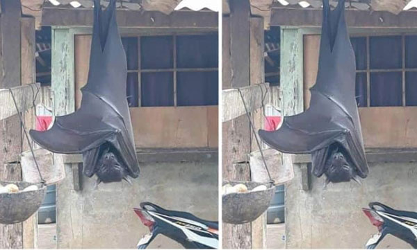 A bat of extraordinary size