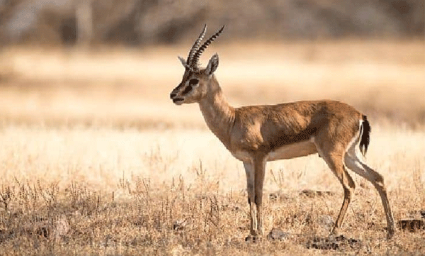 Chingari cooked the deer and ate it; Widespread protest