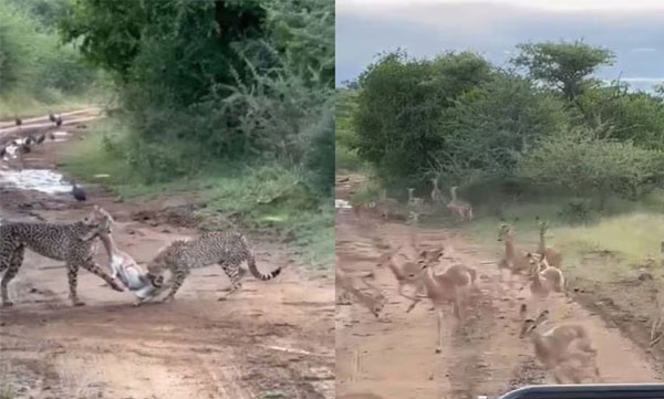 Cheetahs crash into deer herd in search of prey: Video goes viral