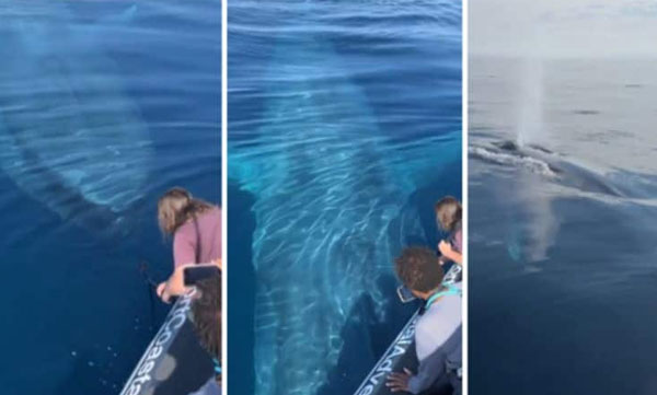 Did you see what the young woman did when she saw the blue whale inside her boat? These scenes will surprise anyone