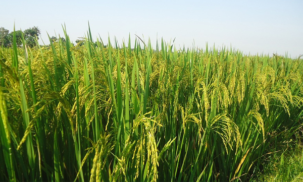 farmers protest against prs loan