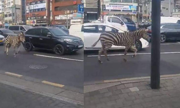 The zebra broke the wooden fence outside the cage and jumped out of the zoo