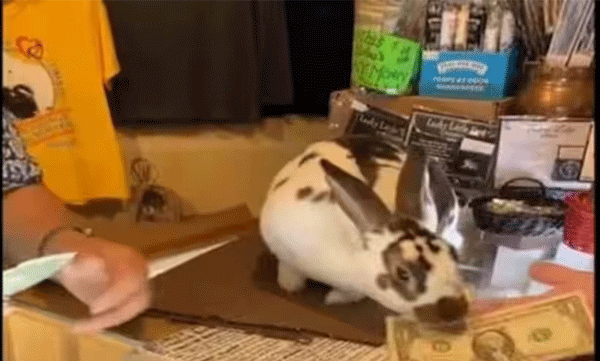 rabbit as Assistant Shopkeeper; Viral video