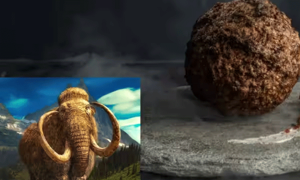 mammoth meat from sheep's DNA