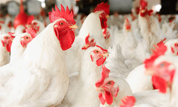 Chicken bird or animal? Gujarat High Court is ready to find the answer