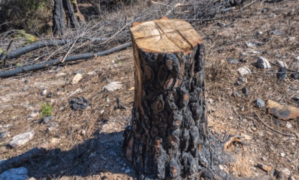 india contributed 008c to global warming since 1850 s